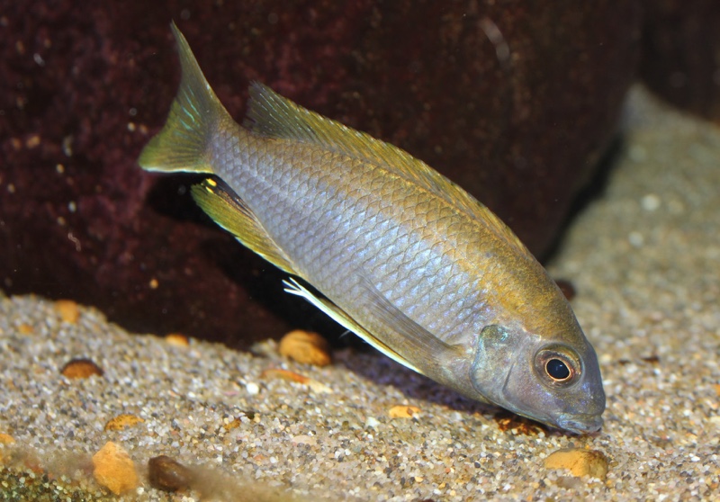 Gephyrochromis lawsi 'Londo'